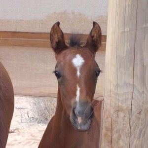 Meet your Posher, Alison